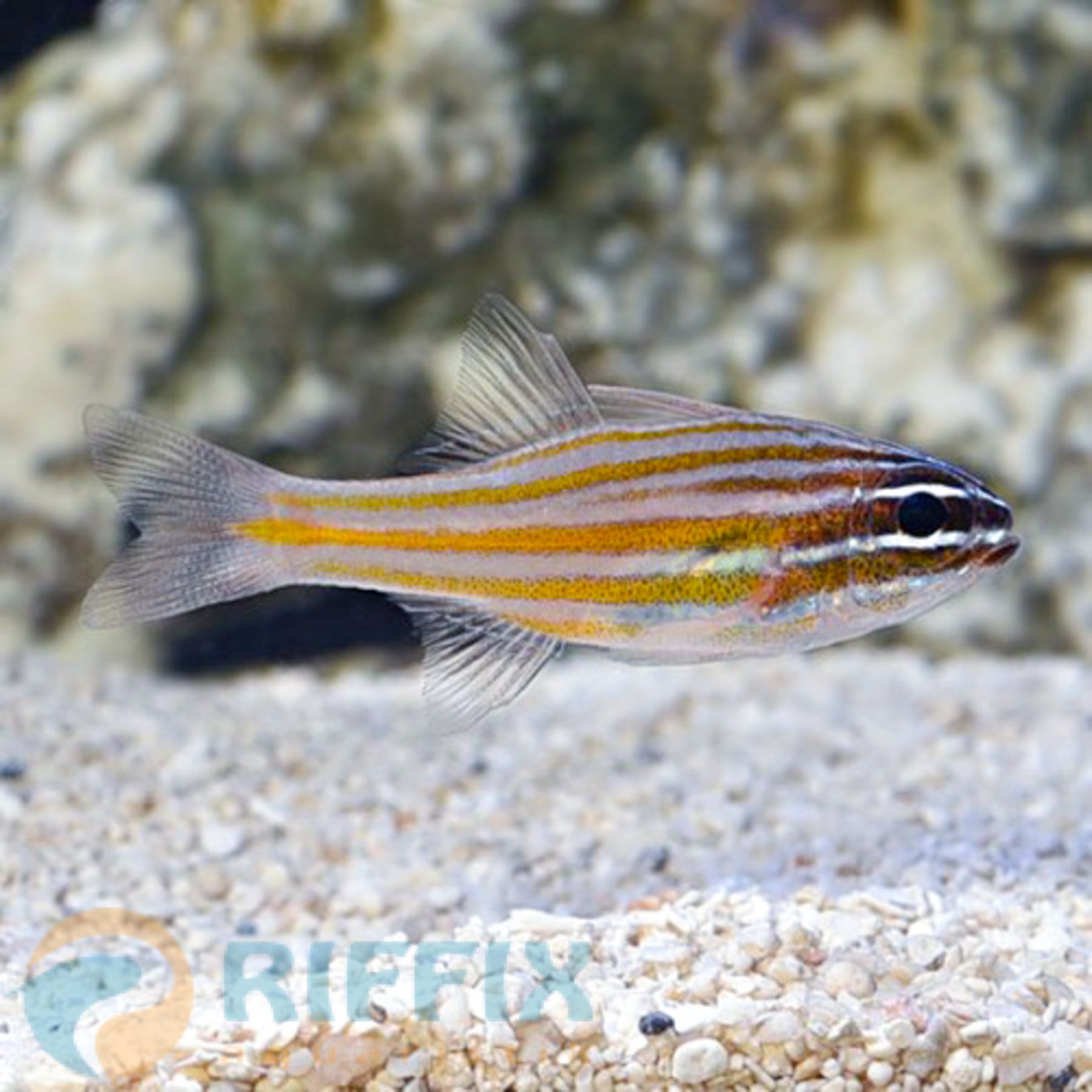 Ostorhinchus cyanosoma Goldstreifen-Kardinalbarsch